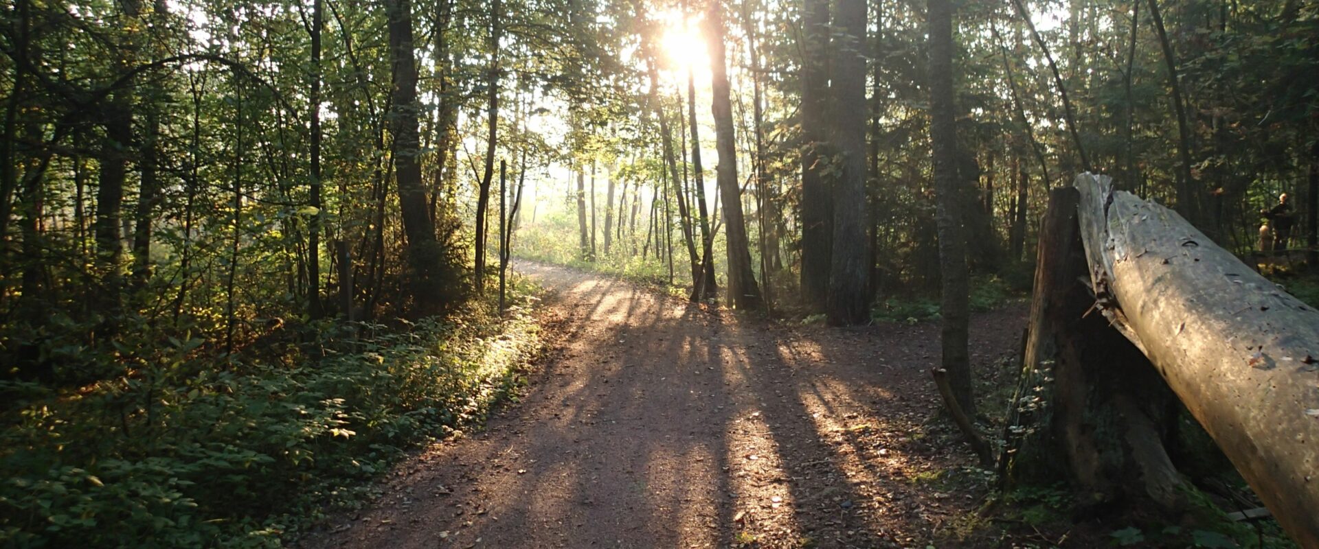 Metsä, jossa hiekkatie etualalla. Valo kajastaa puiden oksien läpi.